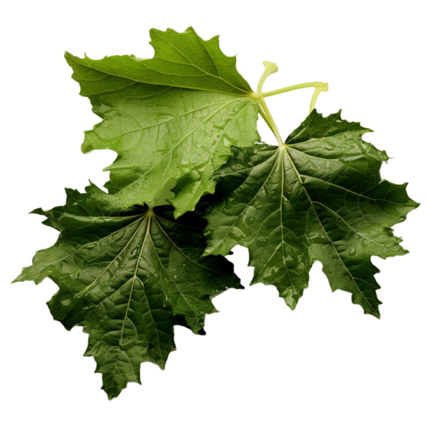 Vine Leaves