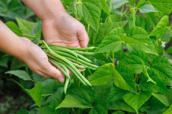 Broad Beans - Image 2